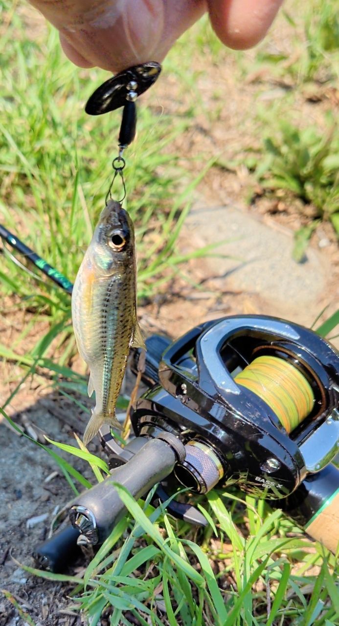 DAIWA 19バス X 80SHLの最安値・インプレ・釣果 | 本音の口コミが