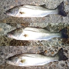 セイゴ（マルスズキ）の釣果