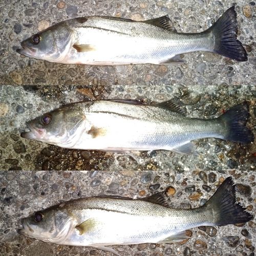 セイゴ（マルスズキ）の釣果