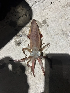 イカの釣果