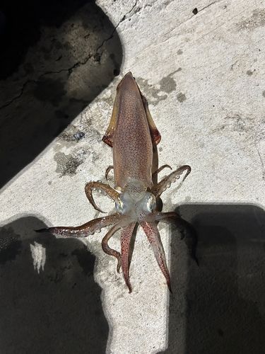 イカの釣果