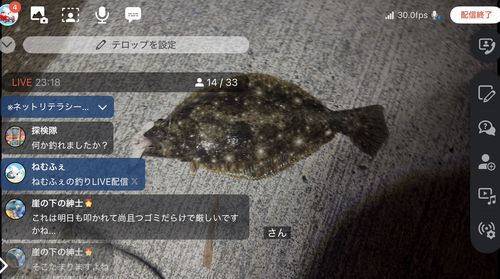ヒラメの釣果