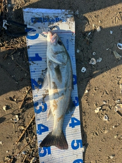 セイゴ（マルスズキ）の釣果