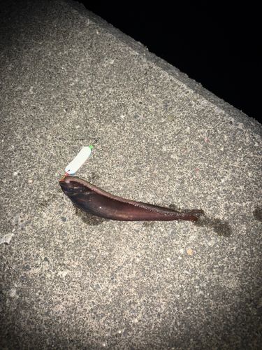 ドンコの釣果