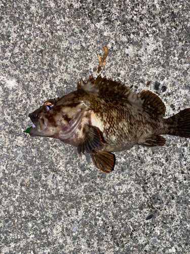 メバルの釣果