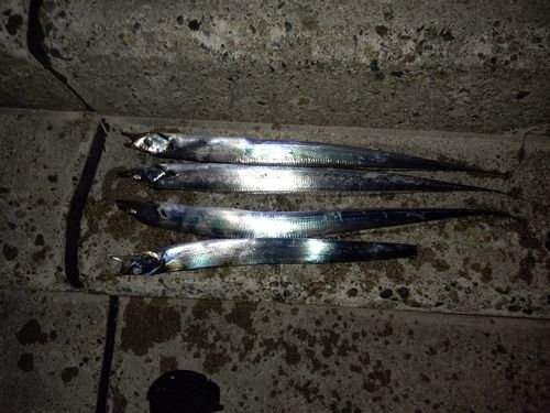 タチウオの釣果
