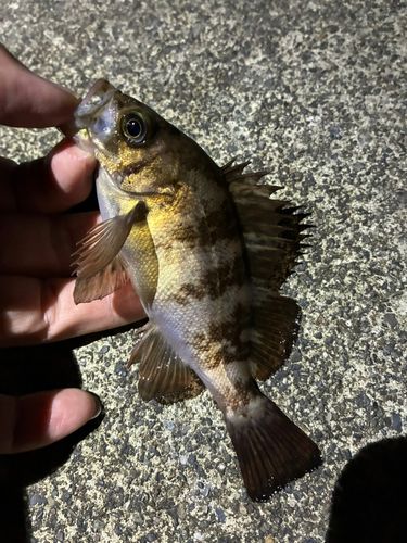 メバルの釣果