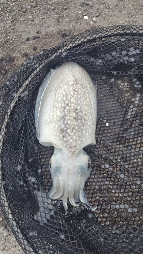 シリヤケイカの釣果