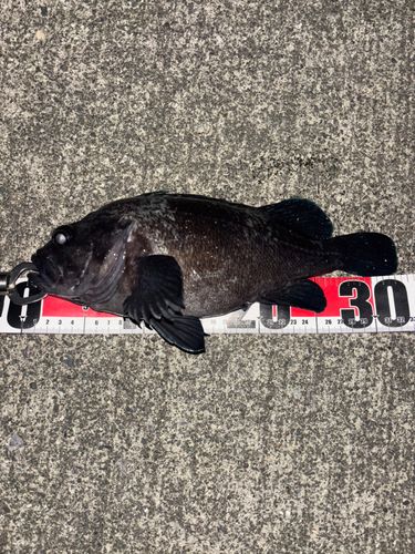 マゾイの釣果