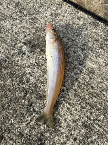 キスの釣果