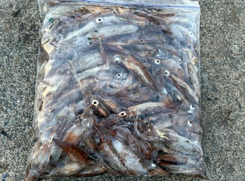 ニワカ釣り師 さんの釣り人プロフィール - アングラーズ | 釣果600万件
