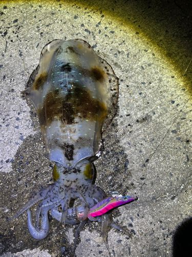 アオリイカの釣果