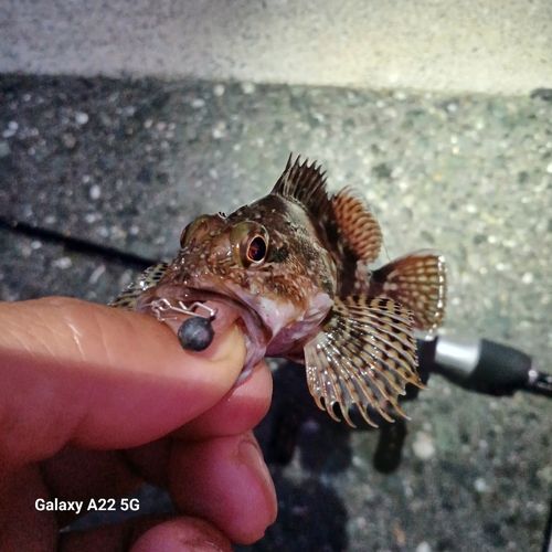 カサゴの釣果