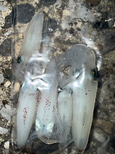 ヒイカの釣果