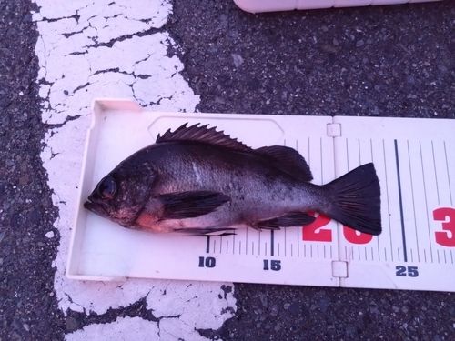 メバルの釣果