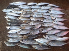 マアジの釣果