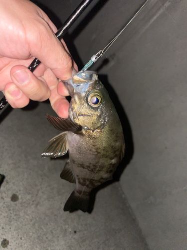 メバルの釣果