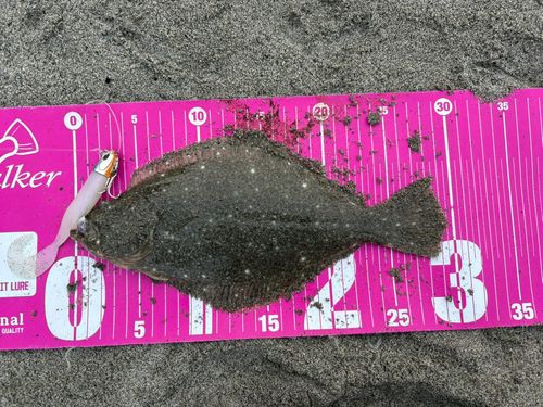 ソゲの釣果