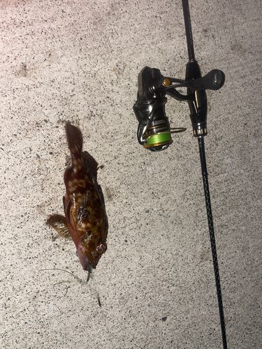 カサゴの釣果