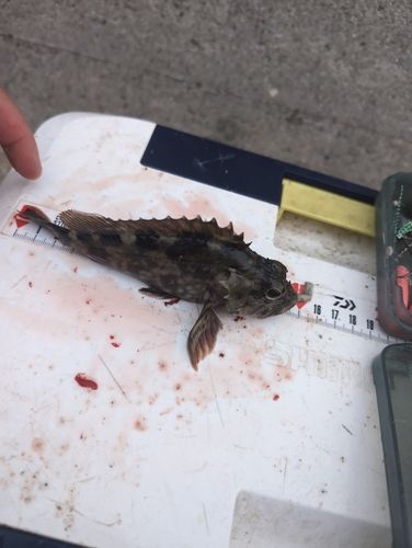 カサゴの釣果