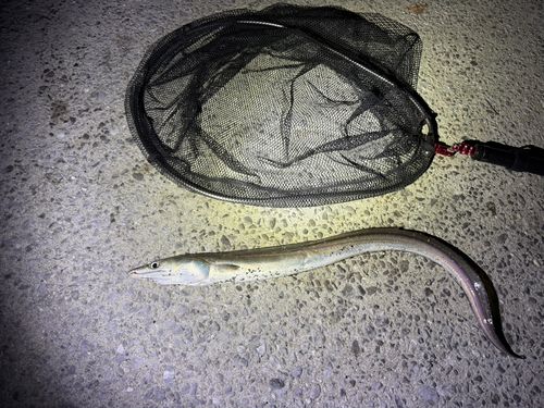 ハモの釣果