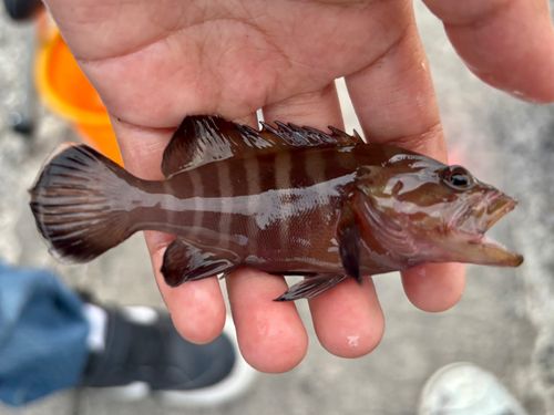 ヤミハタの釣果