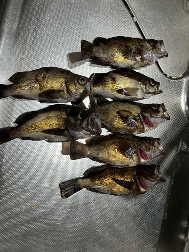メバルの釣果