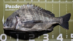 クロダイの釣果