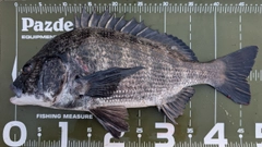 クロダイの釣果