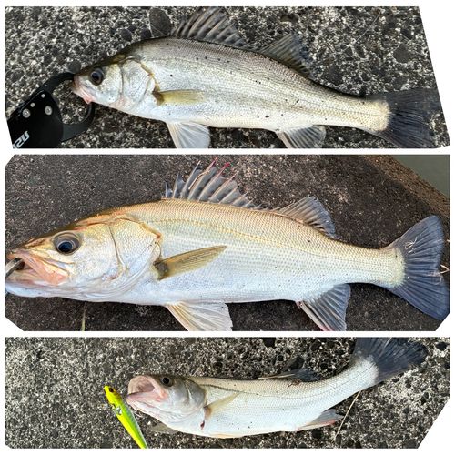 シーバスの釣果