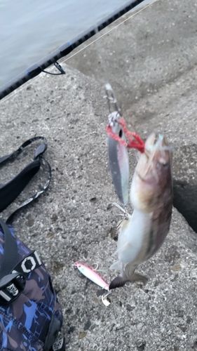 エソの釣果