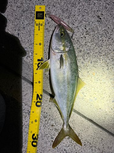 ツバイソの釣果