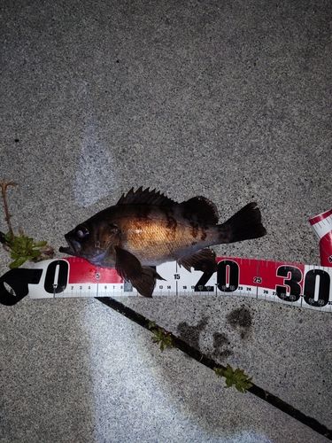 メバルの釣果