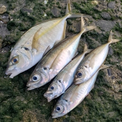 シマアジの釣果