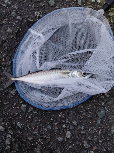 サバの釣果
