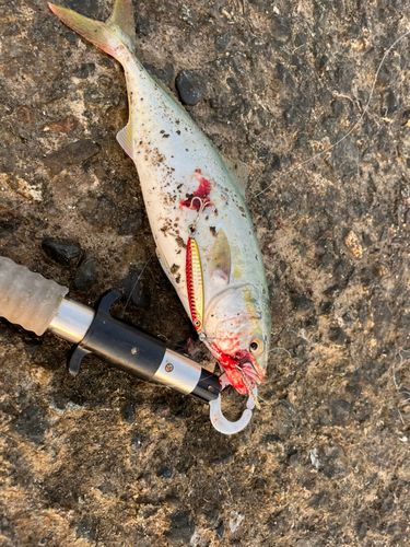 ツバスの釣果