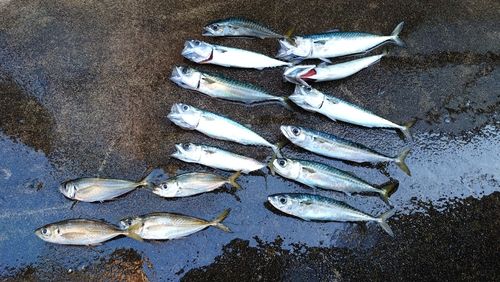アジの釣果