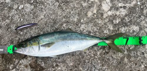 ハマチの釣果