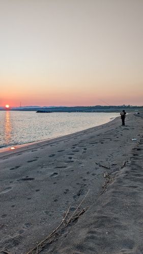 シロギスの釣果