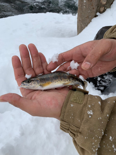 ヤマメの釣果