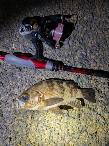 メバルの釣果