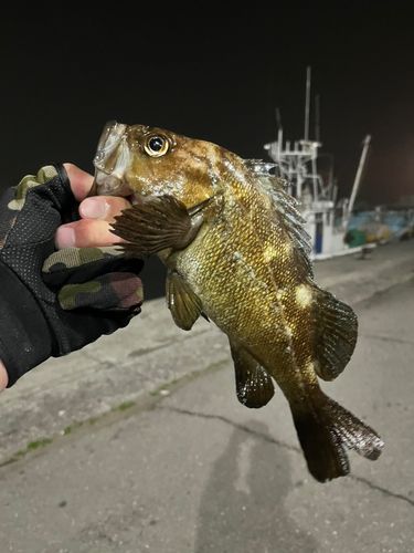 エゾメバルの釣果