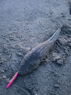 コチの釣果