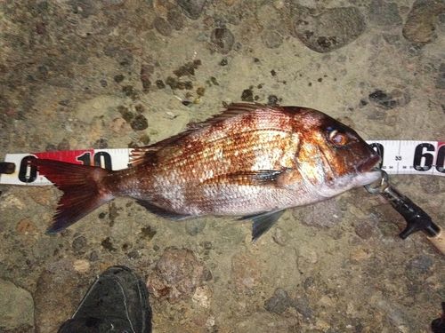 マダイの釣果