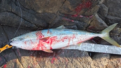 ブリの釣果