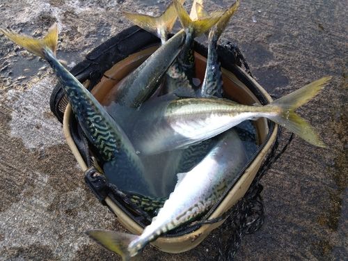サバの釣果