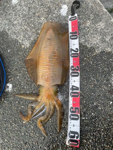 アオリイカの釣果
