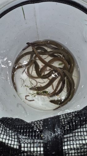 ウナギの釣果