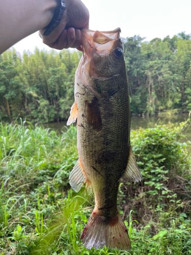 ブラックバスの釣果