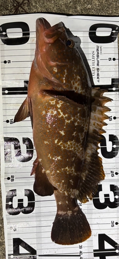 キジハタの釣果